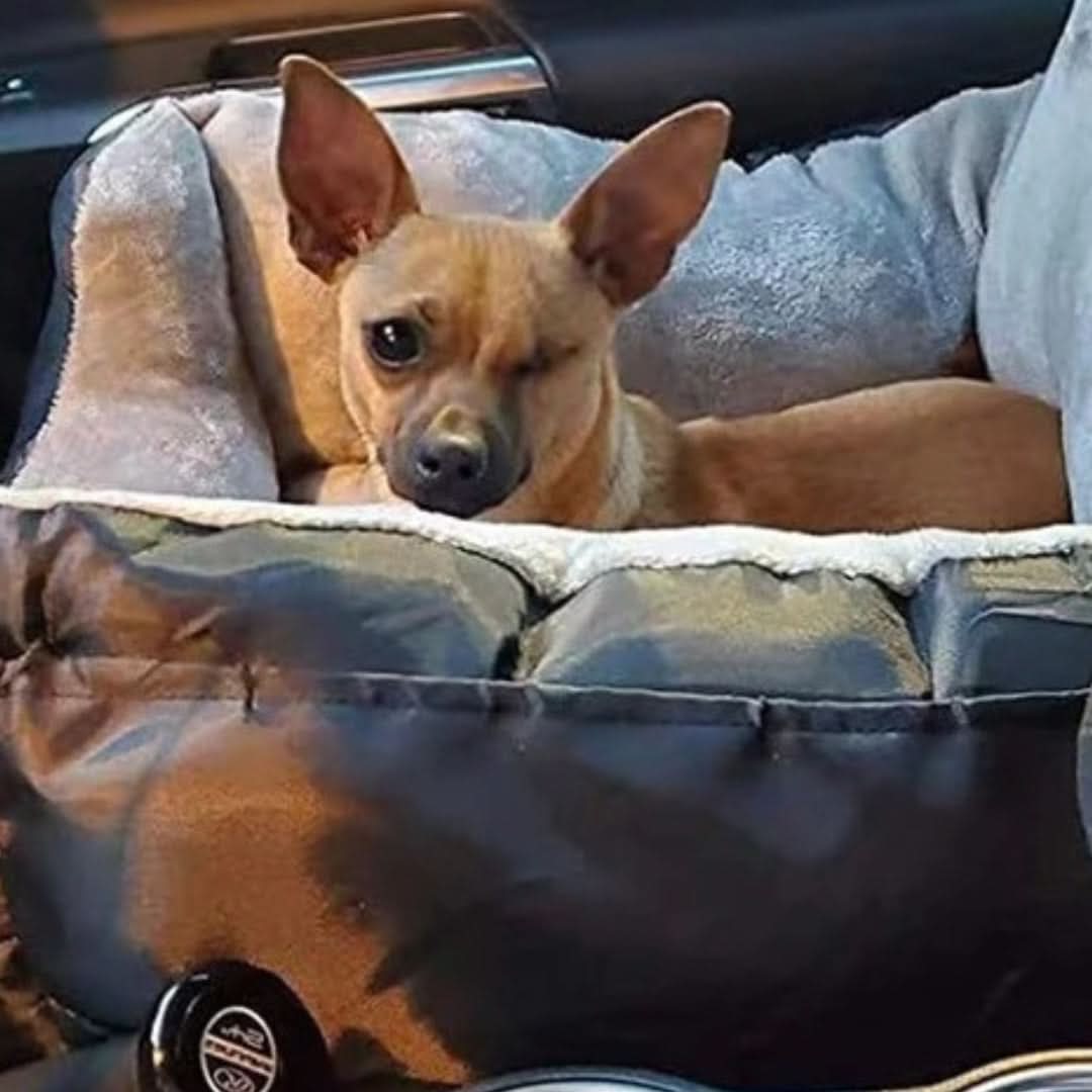 Removable Waterproof Dog Car Seat – Comfortable Travel Solution for Pets