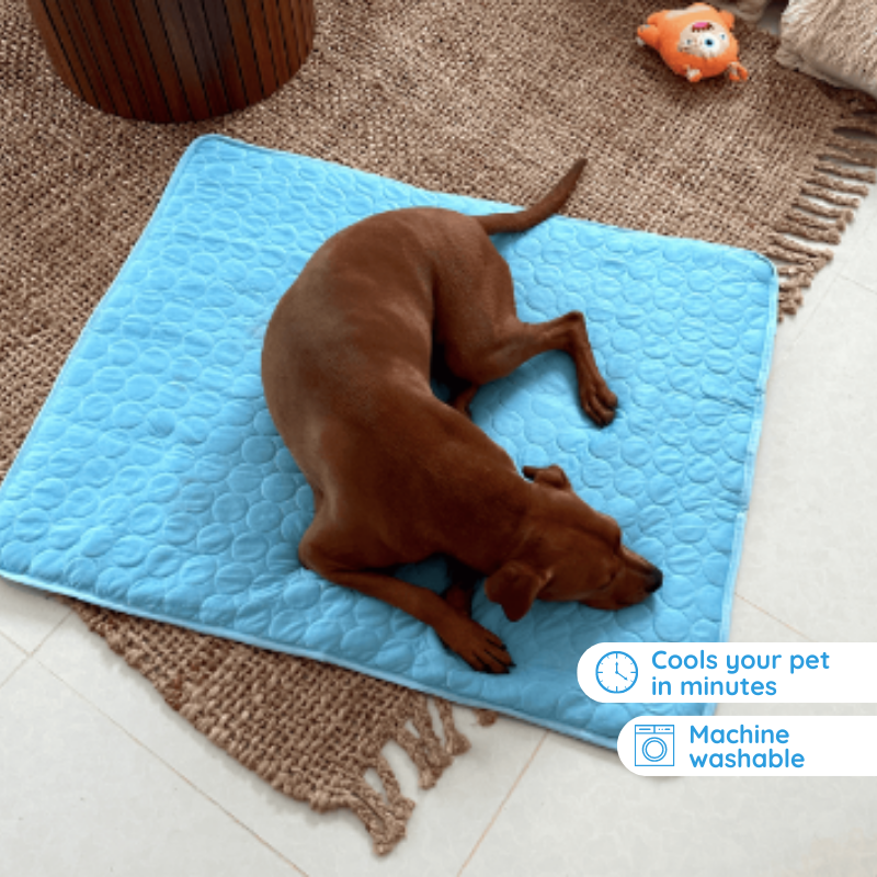 Self-Cooling Dog Mat for Comfort in Warm Weather