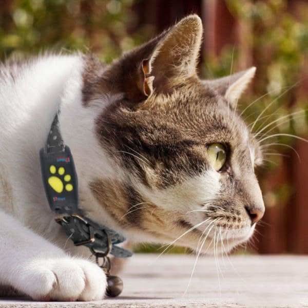GPS Dog Collar with App Tracking – Lightweight Design & Long Battery Life