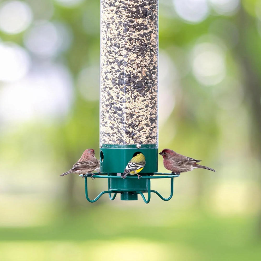 Durable Squirrel-Guard Tube Bird Feeder for Your Garden
