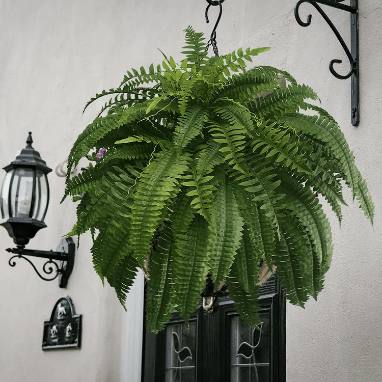 Artificial Boston Fern | UV-Resistant Lifelike | Waterproof, Maintenance-Free | Set of 18