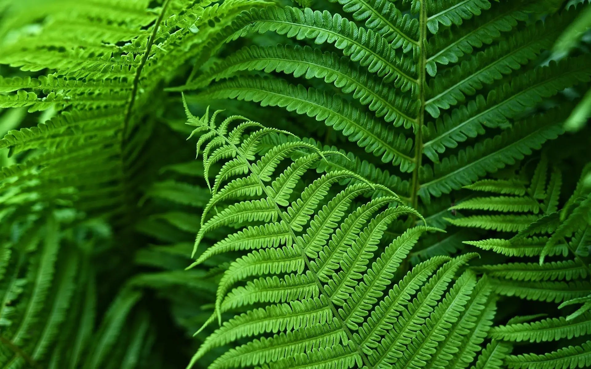 Artificial Boston Fern | UV-Resistant Lifelike | Waterproof, Maintenance-Free | Set of 18