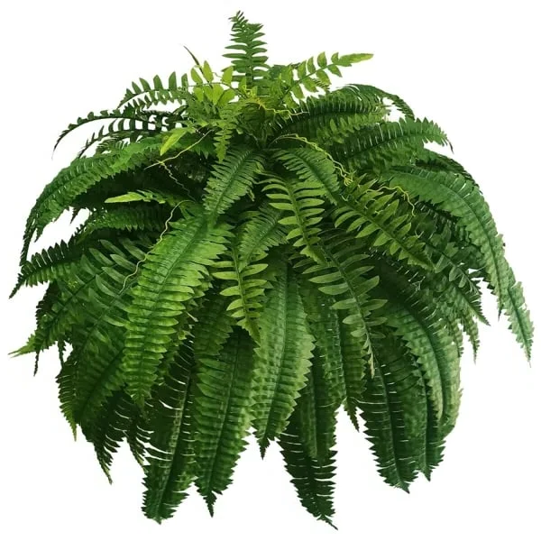 Artificial Boston Fern | UV-Resistant Lifelike | Waterproof, Maintenance-Free | Set of 18