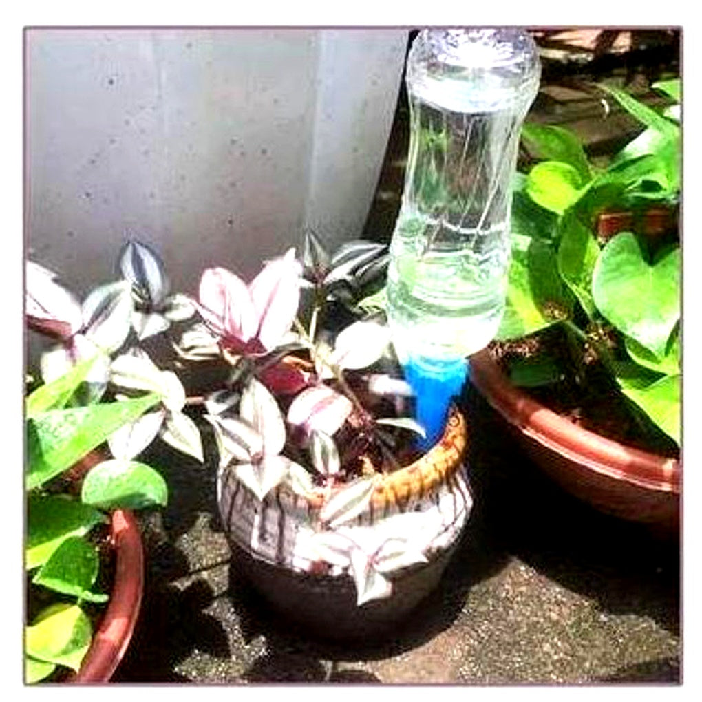 Automatic Plant Watering Spikes | Adjustable Flow Regulator | Bottle-Compatible 12-Pack