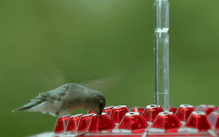 Hummingbird Feeder | Ant-Proof Hexagonal Ports | 12 oz Capacity | Easy-Fill & Dishwasher Safe