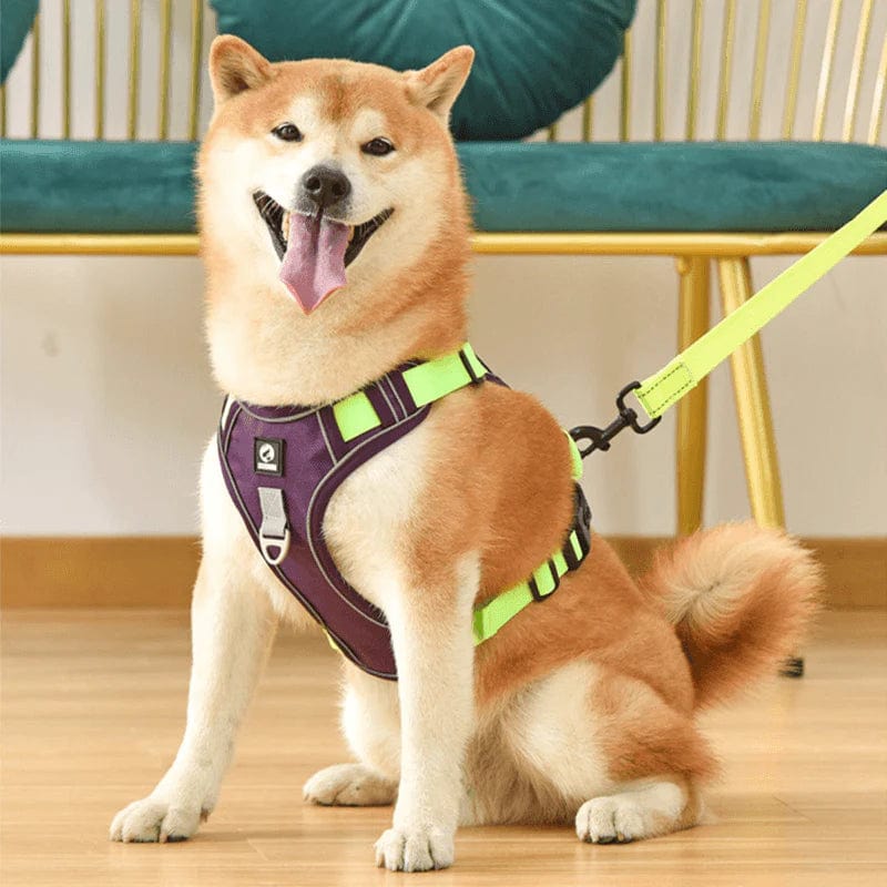No-Pull Dog Harness | Front-Clip Control | Breathable Padded Chest | Night Visibility