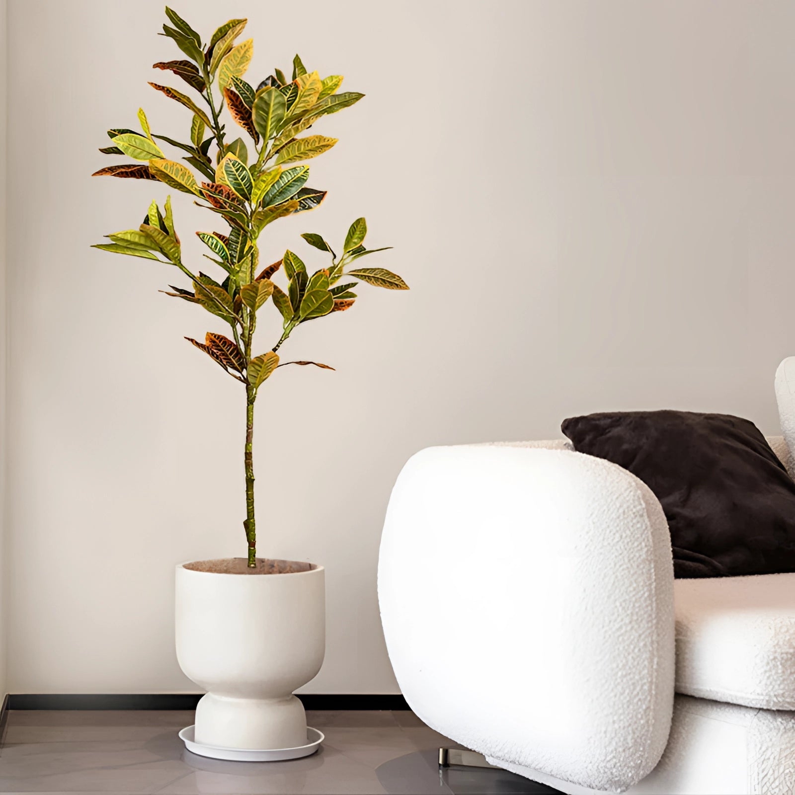 Tall indoor plant with vibrant, colorful foliage placed in a sleek white pot, set against a neutral wall background, adding a touch of nature and comfort to the room.
