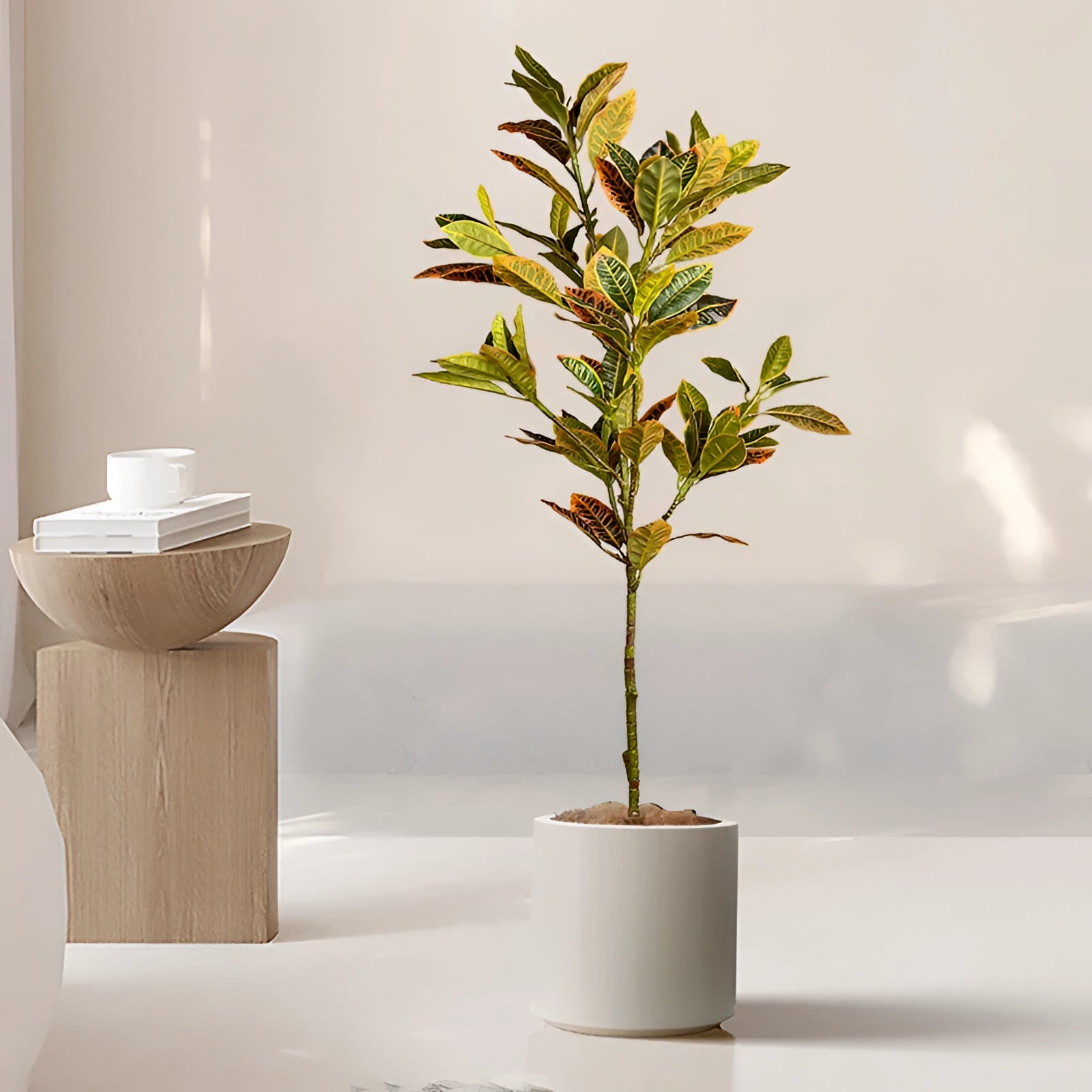 Tall indoor plant with colorful foliage in a sleek white pot, ideal for enhancing home decor.