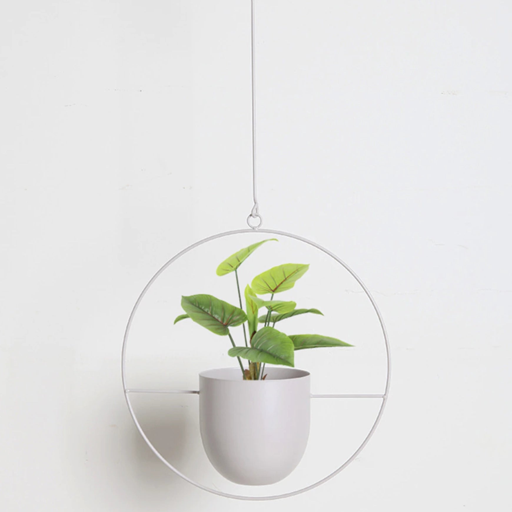 Modern metal hanging plant holder in a circular design, featuring a cream color, elegantly cradling a houseplant with vibrant green foliage. The planter is hanging indoors, creating a minimalist decor accent against a window backdrop.