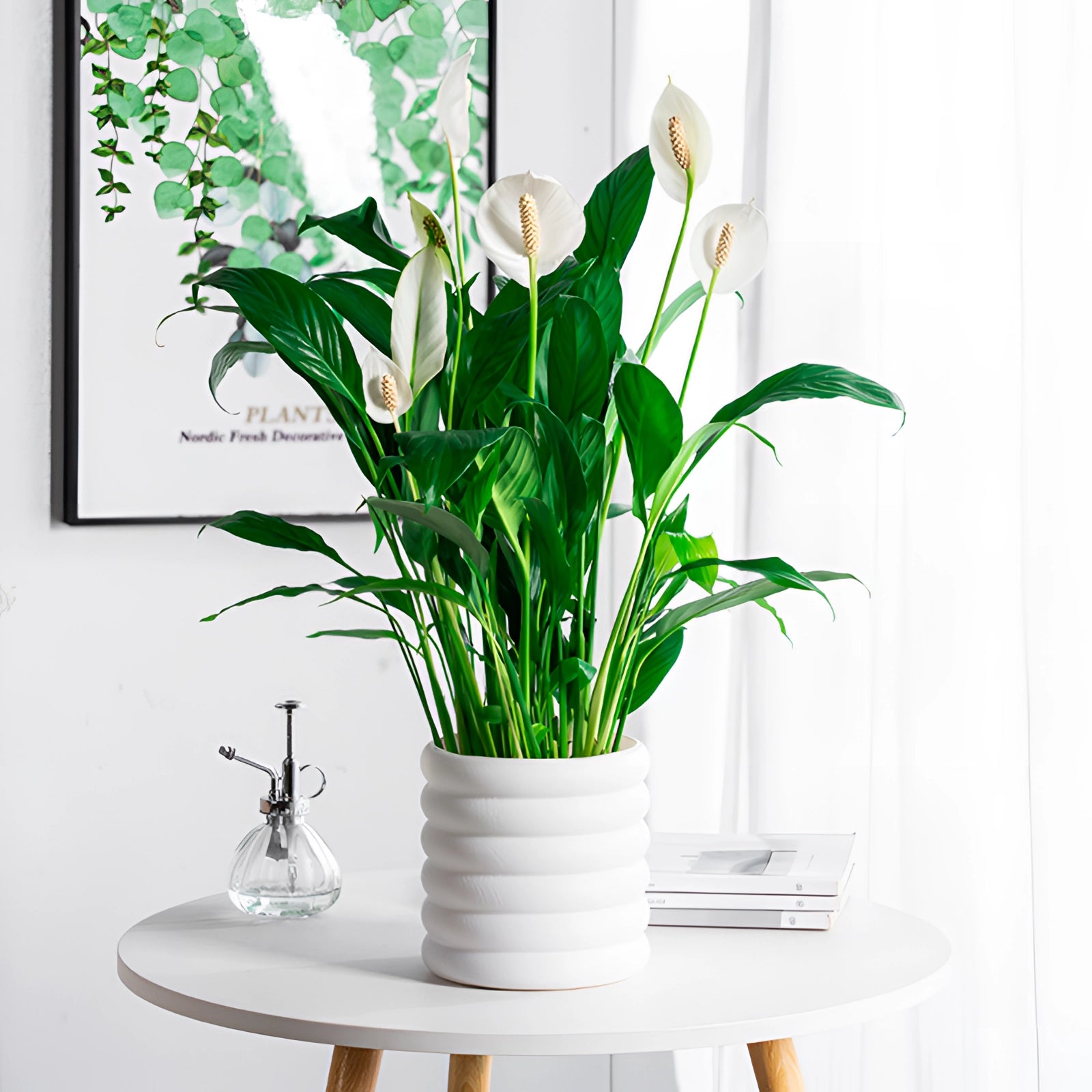Peace Lily plant in a white rectangular flowerpot, placed indoors as part of home decor, showcasing its lush green leaves and elegant white flowers.