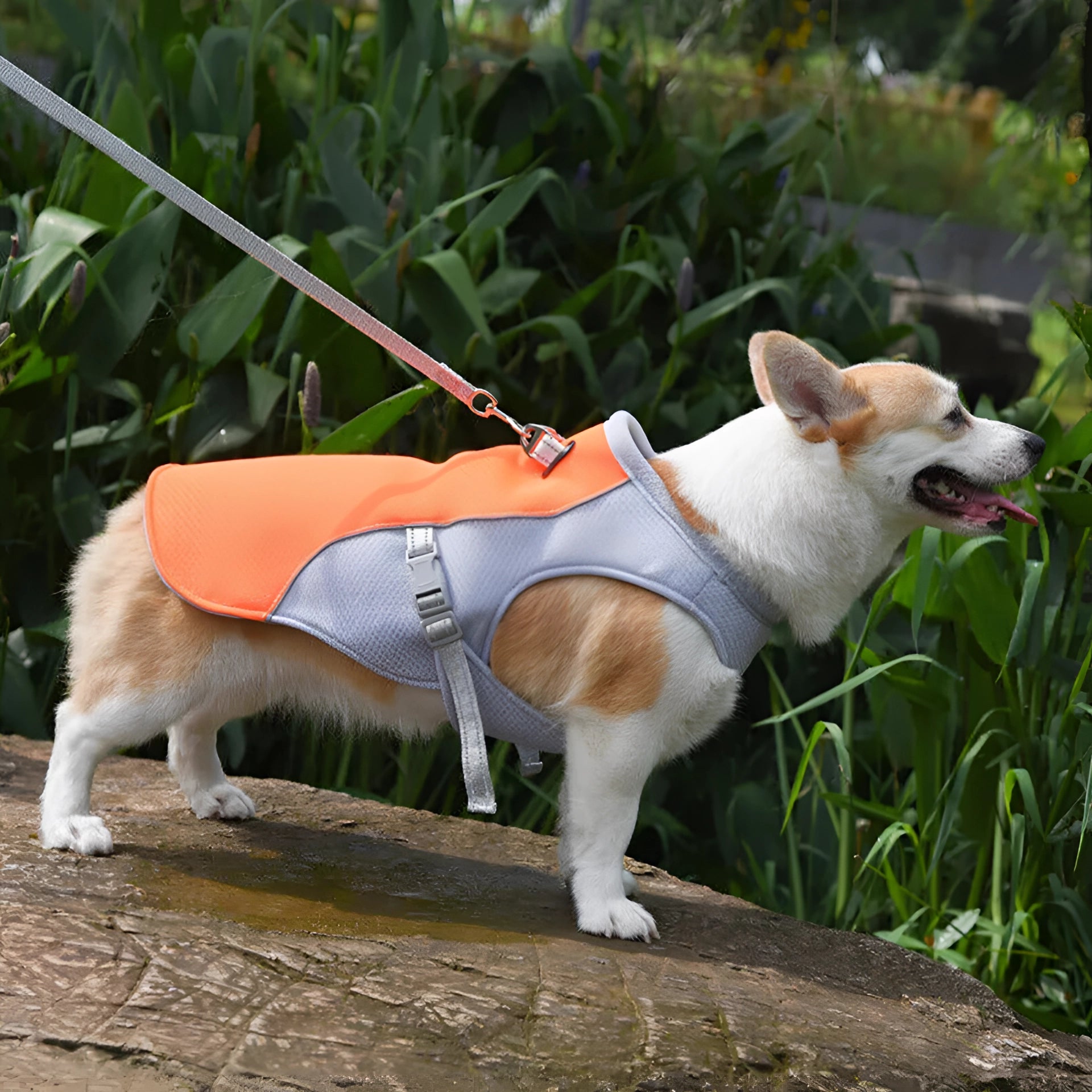 Reflective no-pull breathable dog harness in 3XL size, orange color, securely fitted on a large dog, showcasing its anti-escape design.