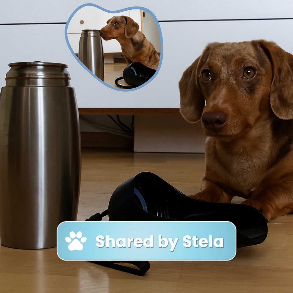 Insulated Portable Dog Water Bottle – Leak-Proof Dispenser for Travel