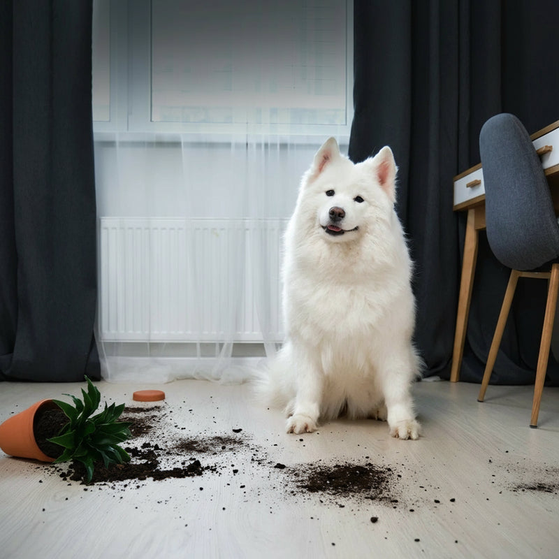 8MP Indoor Pet Camera with Two-Way Audio and Motion Detection Alerts