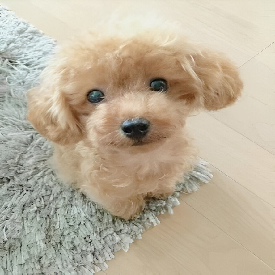 Cuddly Weighted Puppy Plush Toy for All Ages