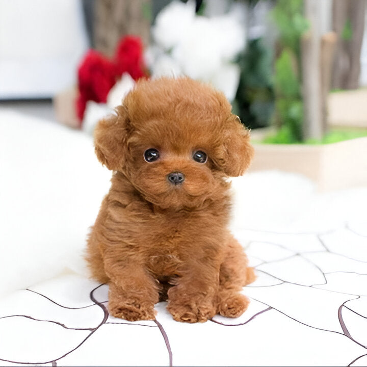 Cuddly Weighted Puppy Plush Toy for All Ages