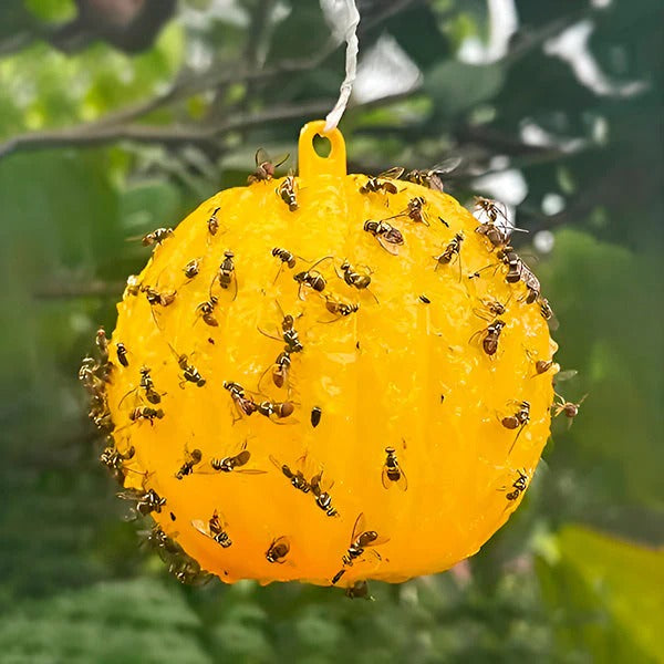 Eco-Friendly Hanging Insect Catcher, Pack of 6
