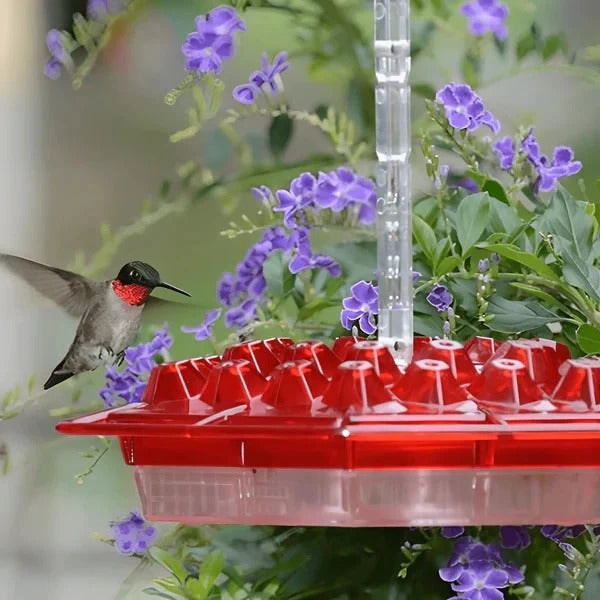 Attractive Hummingbird Feeder with Ant Protection