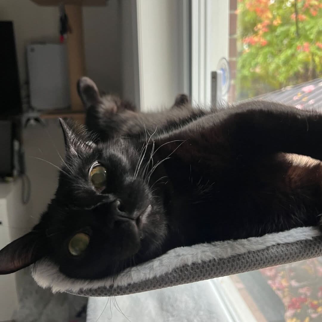 SunnyVista Adjustable Cat Hammock for Windows and Walls