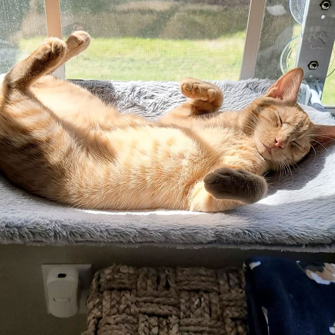 SunnyVista Adjustable Cat Hammock for Windows and Walls