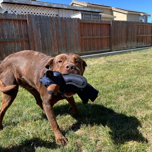 Ultimate Heavy-Duty Plush Toy for Strong Chewers