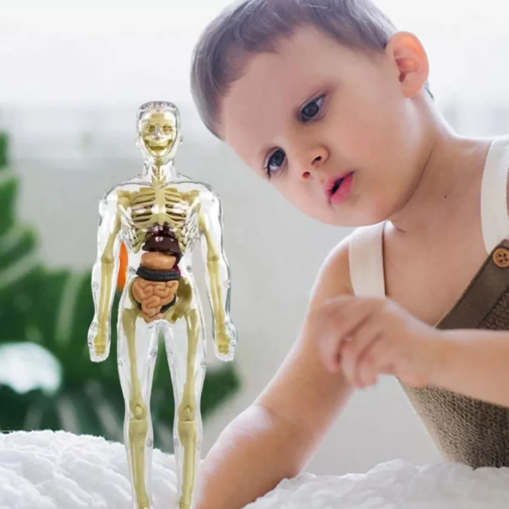 Interactive 3D Body Model for Kids | Educational Anatomy Kit
