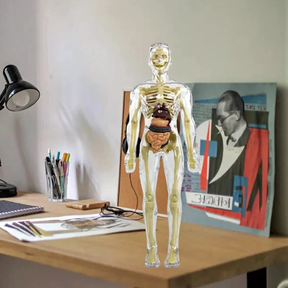 Interactive 3D Body Model for Kids | Educational Anatomy Kit