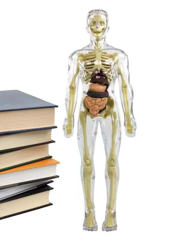 Interactive 3D Body Model for Kids | Educational Anatomy Kit