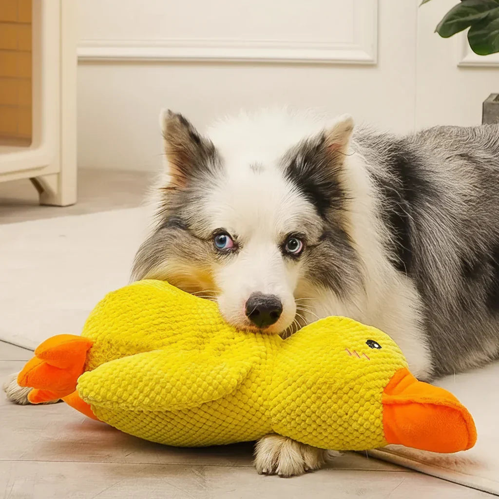 Engaging Quack Toy for Dogs – Perfect for Chewing and Playtime