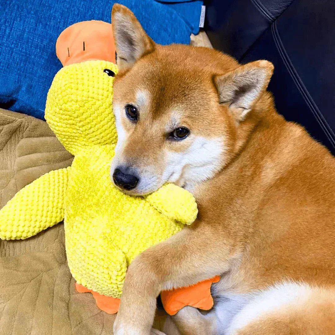 Engaging Quack Toy for Dogs – Perfect for Chewing and Playtime
