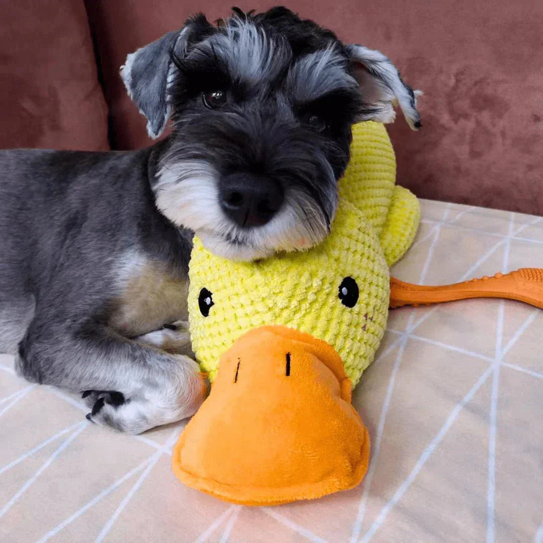 Engaging Quack Toy for Dogs – Perfect for Chewing and Playtime